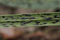 Phyllachora graminis