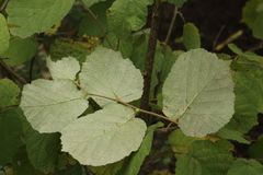 Phyllactinia guttata
