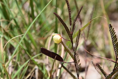 Chamaecrista newtonii