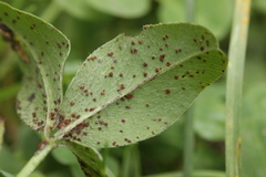 Uromyces trifolii-repentis fallens