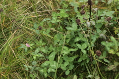 Uromyces trifolii-repentis fallens