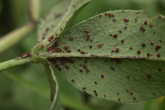 Uromyces trifolii-repentis fallens