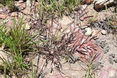 Chamaecrista newtonii