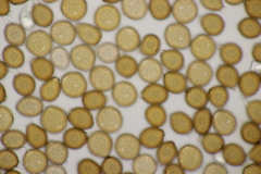 Uromyces trifolii-repentis fallens