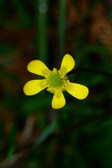 Ranunculus plebeius