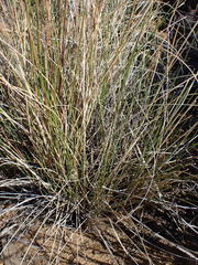 Tenaxia stricta