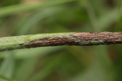 Uromyces trifolii-repentis fallens