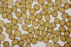 Uromyces trifolii-repentis fallens