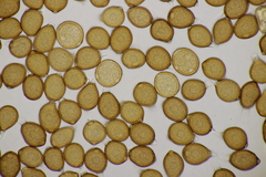 Uromyces trifolii-repentis fallens