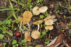 Tubaria dispersa