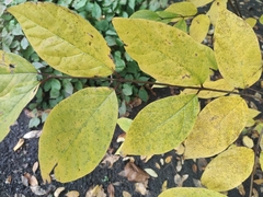 Calycanthus fertilis