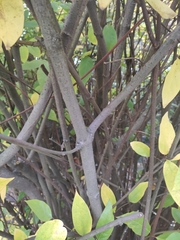 Calycanthus fertilis