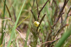 Chamaecrista newtonii