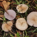 Sordid Blewit - Photo (c) bjoerns, some rights reserved (CC BY-SA), uploaded by bjoerns