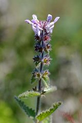 Stachys ajugoides