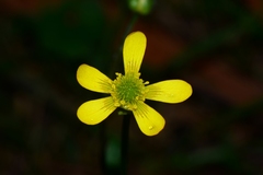 Ranunculus plebeius