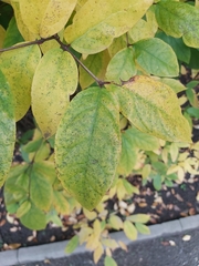 Calycanthus fertilis