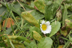 Puccinia lagenophorae
