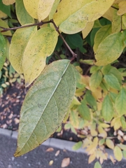 Calycanthus fertilis