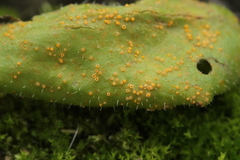 Puccinia lagenophorae
