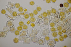 Puccinia lagenophorae