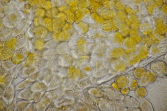 Puccinia lagenophorae