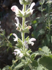 Salvia disermas