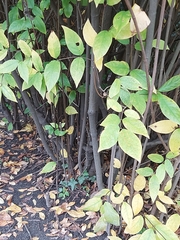 Calycanthus fertilis