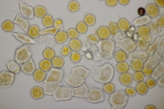 Puccinia lagenophorae