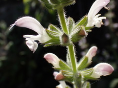Salvia disermas