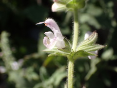 Salvia disermas