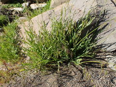 Bromus pectinatus