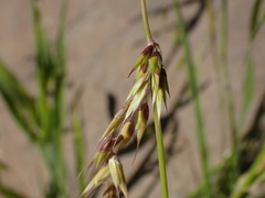 Bromus pectinatus