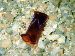 Chelidonura