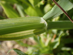 Bromus pectinatus