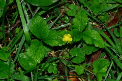 Ranunculus plebeius