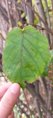 Corylus maxima