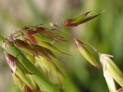 Bromus pectinatus