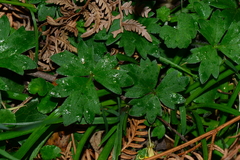 Ranunculus plebeius