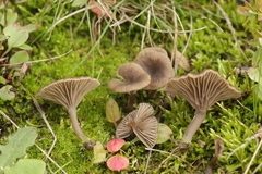 Basidiomycota