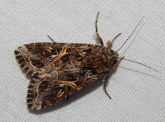 Spodoptera ornithogalli