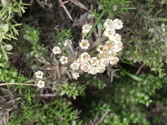 Colletia hystrix