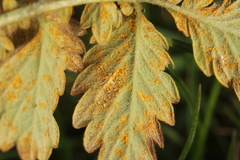 Quasipucciniastrum ochraceum