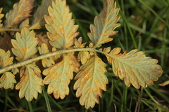 Quasipucciniastrum ochraceum