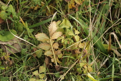 Quasipucciniastrum ochraceum