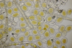 Quasipucciniastrum ochraceum