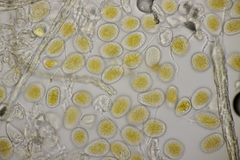 Quasipucciniastrum ochraceum