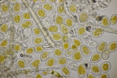 Quasipucciniastrum ochraceum