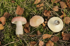 Russula exalbicans