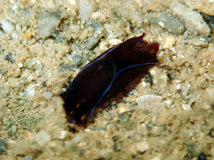 Chelidonura